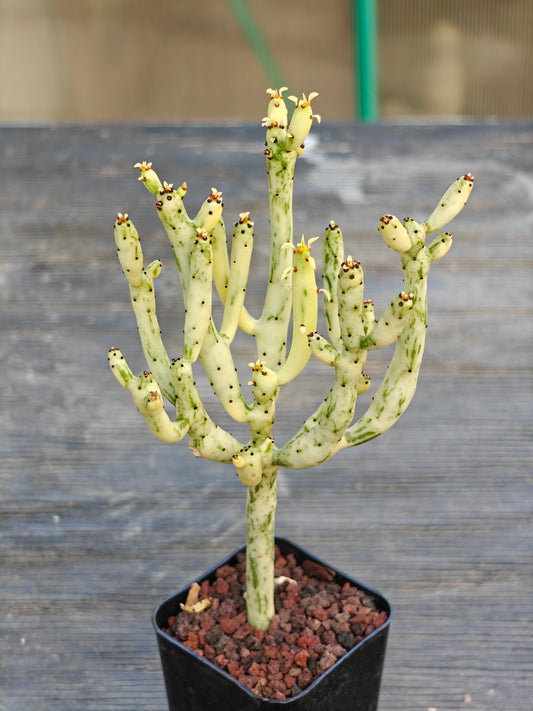 Euphorbia alluaudia v. variegata