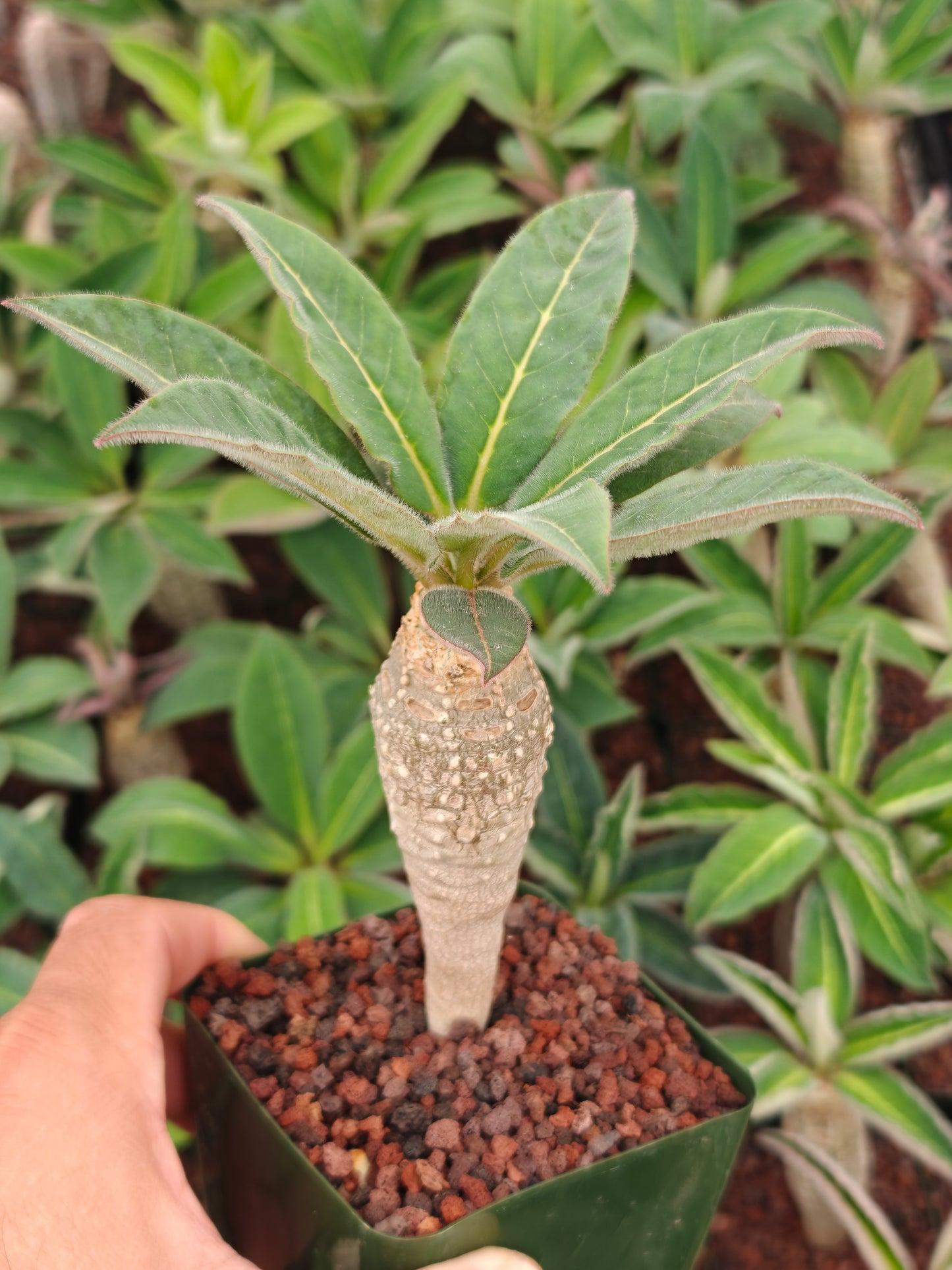 Euphorbia ankarensis