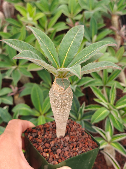 Euphorbia ankarensis